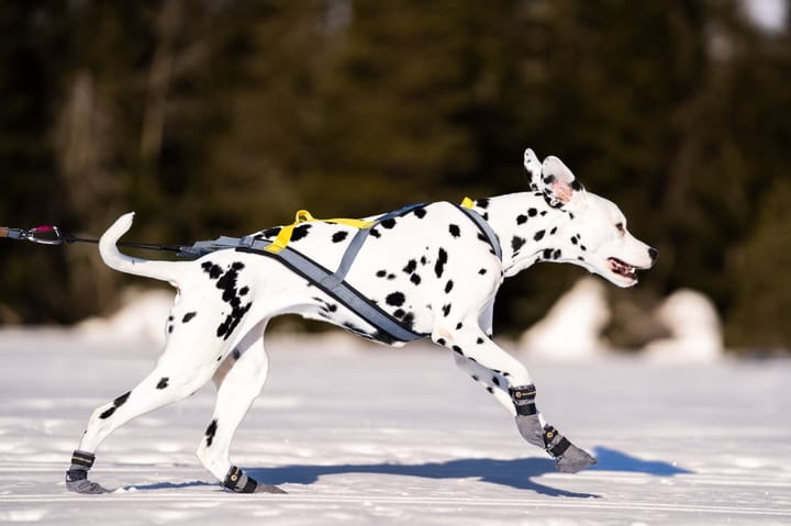 Seleverkstedet Nome Racing Dog Harness Grå/Svart/Gul Seleverkstedet