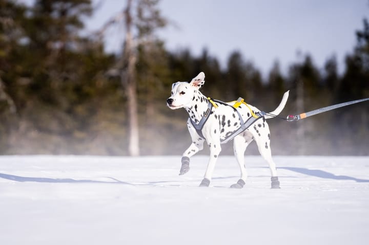 Seleverkstedet Nome Racing Dog Harness Grå/Svart/Gul Seleverkstedet