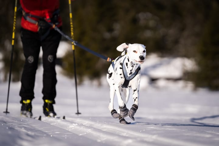 Seleverkstedet Nome Racing Dog Harness Grå/Svart/Gul Seleverkstedet