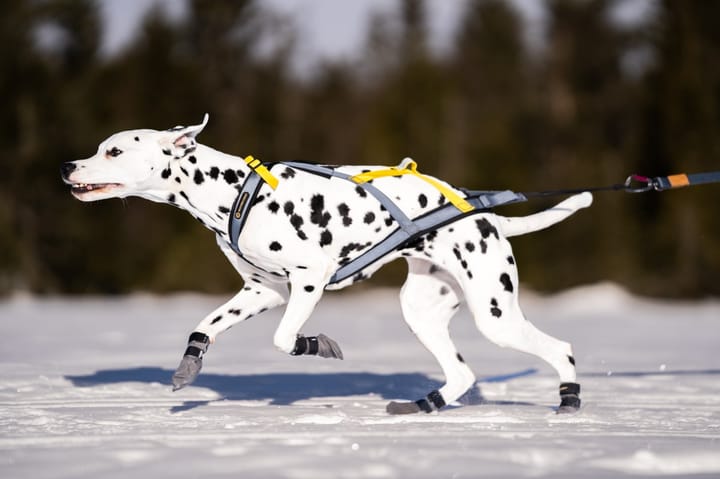 Seleverkstedet Nome Racing Dog Harness Grå/Svart/Gul Seleverkstedet