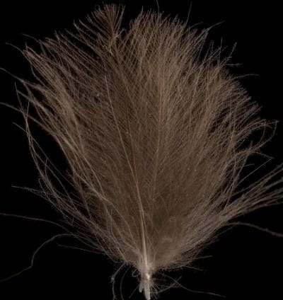 Swiss CDC Swiss Cdc Super Select Undyed Dark Brown Swiss CDC Swiss CDC Swiss Cdc Super Select Undyed Dark Brown Swiss CDC