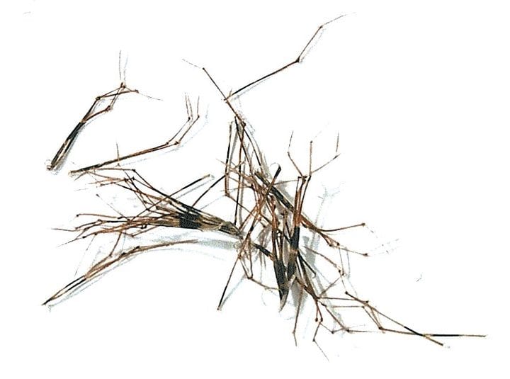 Veniard Cock Pheasant Knotted Tail On Quill Natural (Daddy Long Legs) - Veniard Veniard Veniard Cock Pheasant Knotted Tail On Quill Natural (Daddy Long Legs) - Veniard Veniard