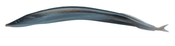 Berkley Berkley Gulp! Alive 5" Sand Eel Silver Mud Berkley Berkley Berkley Gulp! Alive 5" Sand Eel Silver Mud Berkley