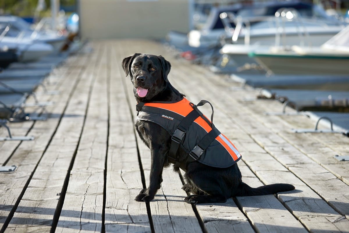 Baltic Pet Aid Mascot Uv-yellow, Black