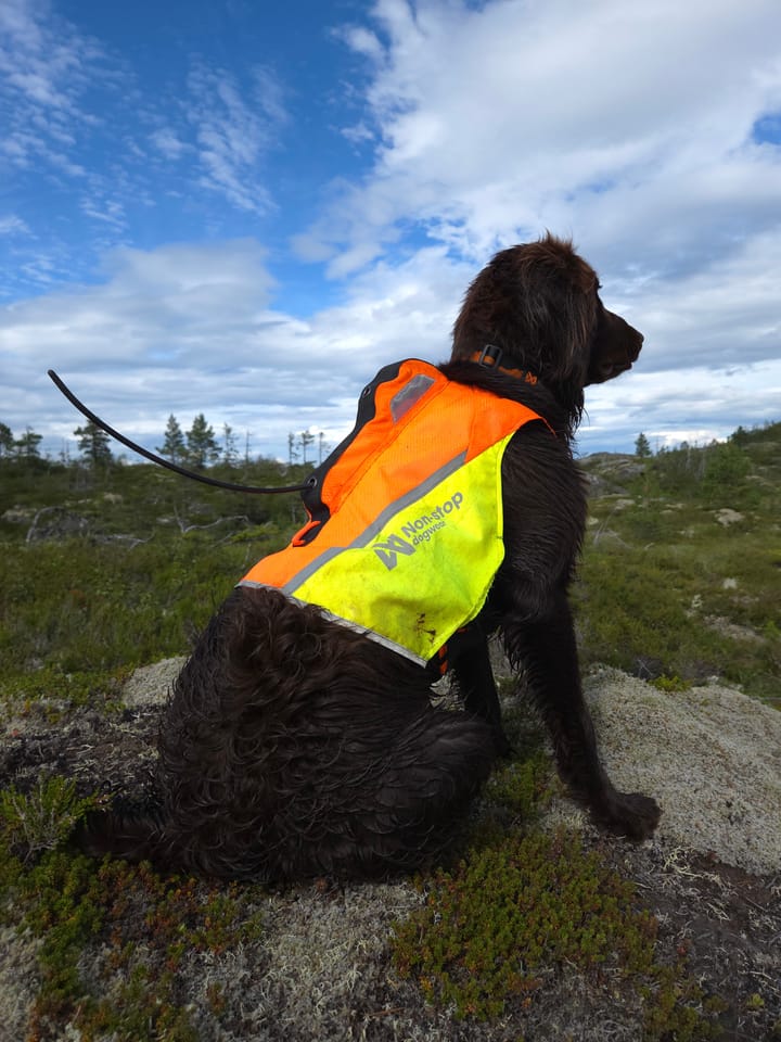 Non-stop Dogwear Protector Vest GPS 2.0 Orange Non-stop Dogwear