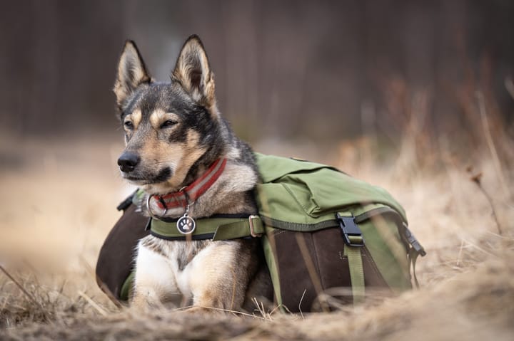 Seleverkstedet Togo hundekløv Grønn/brun M Seleverkstedet Seleverkstedet Togo hundekløv Grønn/brun M Seleverkstedet