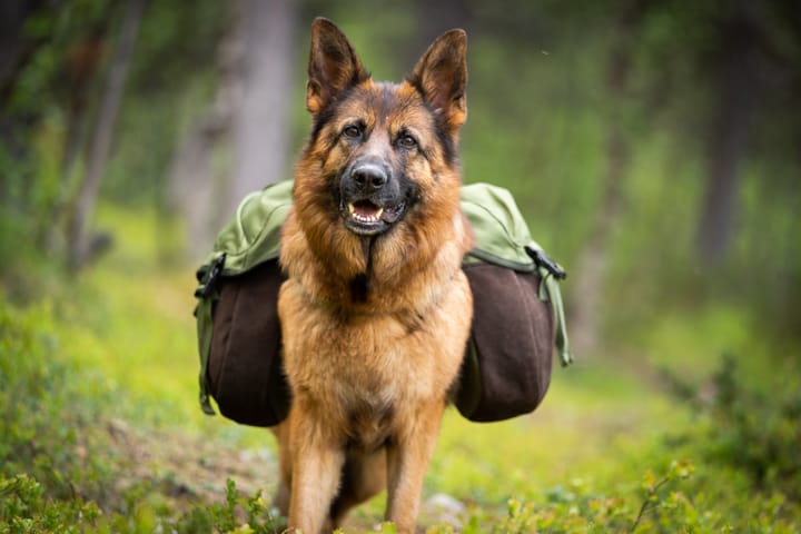 Seleverkstedet Togo hundekløv Grønn/brun M Seleverkstedet Seleverkstedet Togo hundekløv Grønn/brun M Seleverkstedet