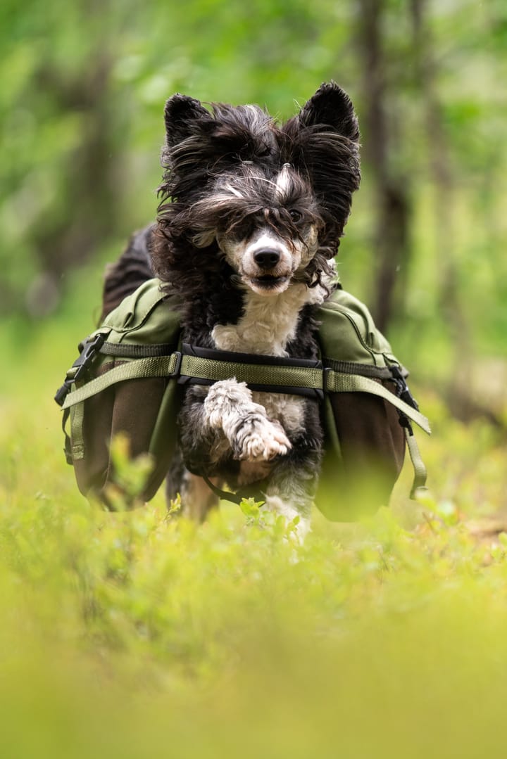 Seleverkstedet Togo hundekløv Grønn/brun Mini+ Seleverkstedet Seleverkstedet Togo hundekløv Grønn/brun Mini+ Seleverkstedet