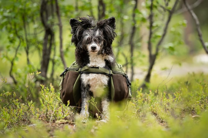 Seleverkstedet Togo hundekløv Grønn/brun Mini+ Seleverkstedet Seleverkstedet Togo hundekløv Grønn/brun Mini+ Seleverkstedet