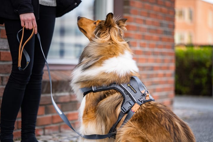 Seleverkstedet Link Dog Lead 20mm Grå/Brun 200cm Seleverkstedet