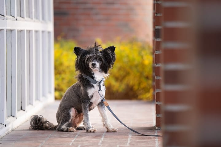 Seleverkstedet Link dog lead Grå/brun Seleverkstedet