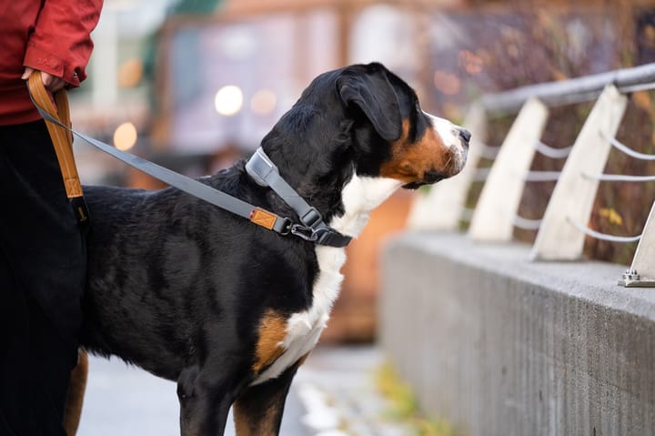 Seleverkstedet Link Dog Lead 20mm Grå/Brun 200cm Seleverkstedet