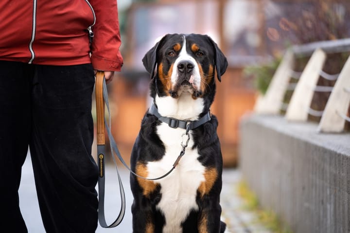 Seleverkstedet Link Dog Lead 20mm Grå/Brun 200cm Seleverkstedet