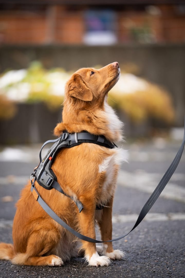 Seleverkstedet Link Dog Lead 20mm Grå/Brun 200cm Seleverkstedet