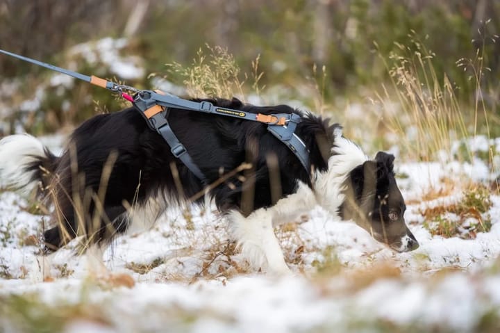Seleverkstedet Trekreg dog harness Grå/brun Seleverkstedet