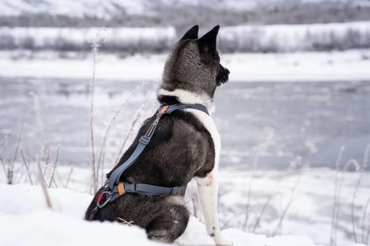 Seleverkstedet Trekreg dog harness Grå/brun Seleverkstedet