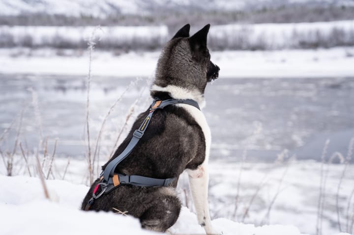 Seleverkstedet Trekreg Dog Harness Grå/Brun L Seleverkstedet