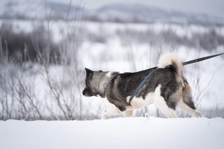 Seleverkstedet Trekreg Dog Harness Grå/Brun L Seleverkstedet