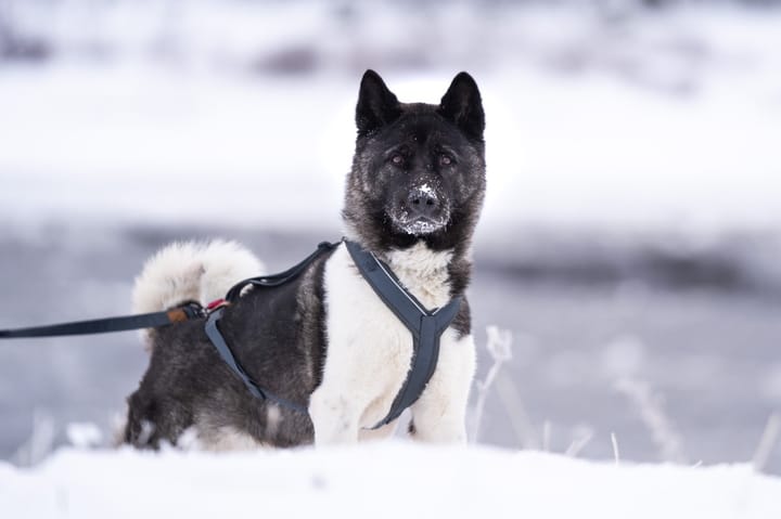 Seleverkstedet Trekreg Dog Harness Grå/Brun XL Seleverkstedet