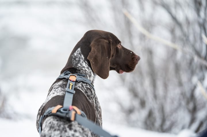 Seleverkstedet Trekreg Dog Harness Grå/Brun S Seleverkstedet