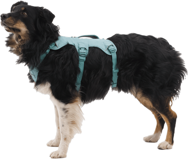 Ruffwear Web Master Dog Harness with Handle River Rock Green Ruffwear