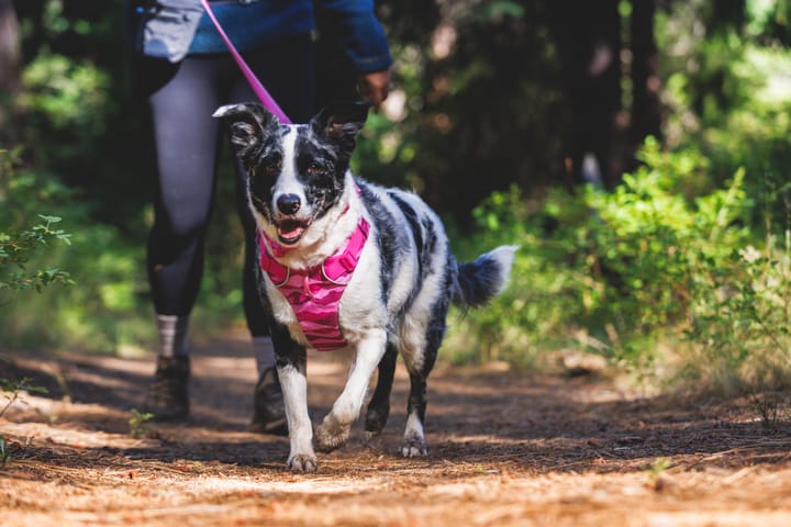 Ruffwear Front Range Harness Pink Mountains Ruffwear