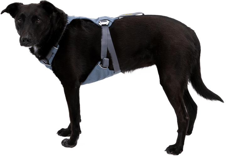 Ruffwear Load Up Dog Car Harness Slate Blue Ruffwear
