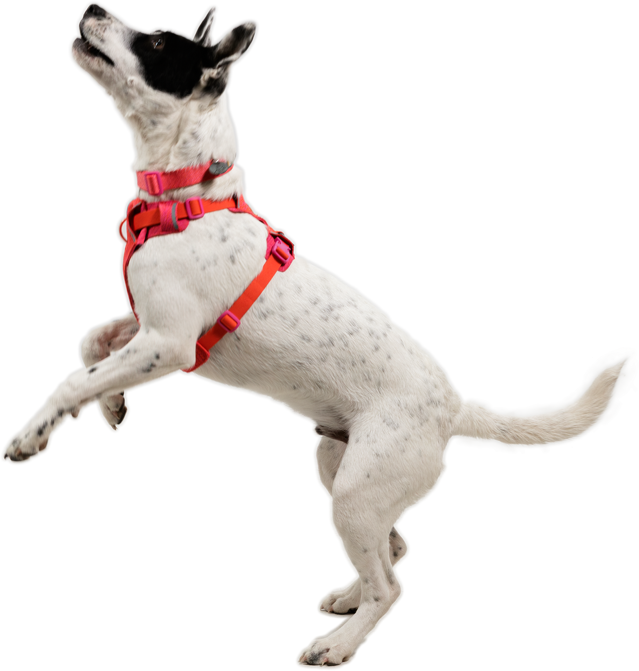 2026春夏新作Ruffwear Flex Harness 3072-front-range-knit-harness-