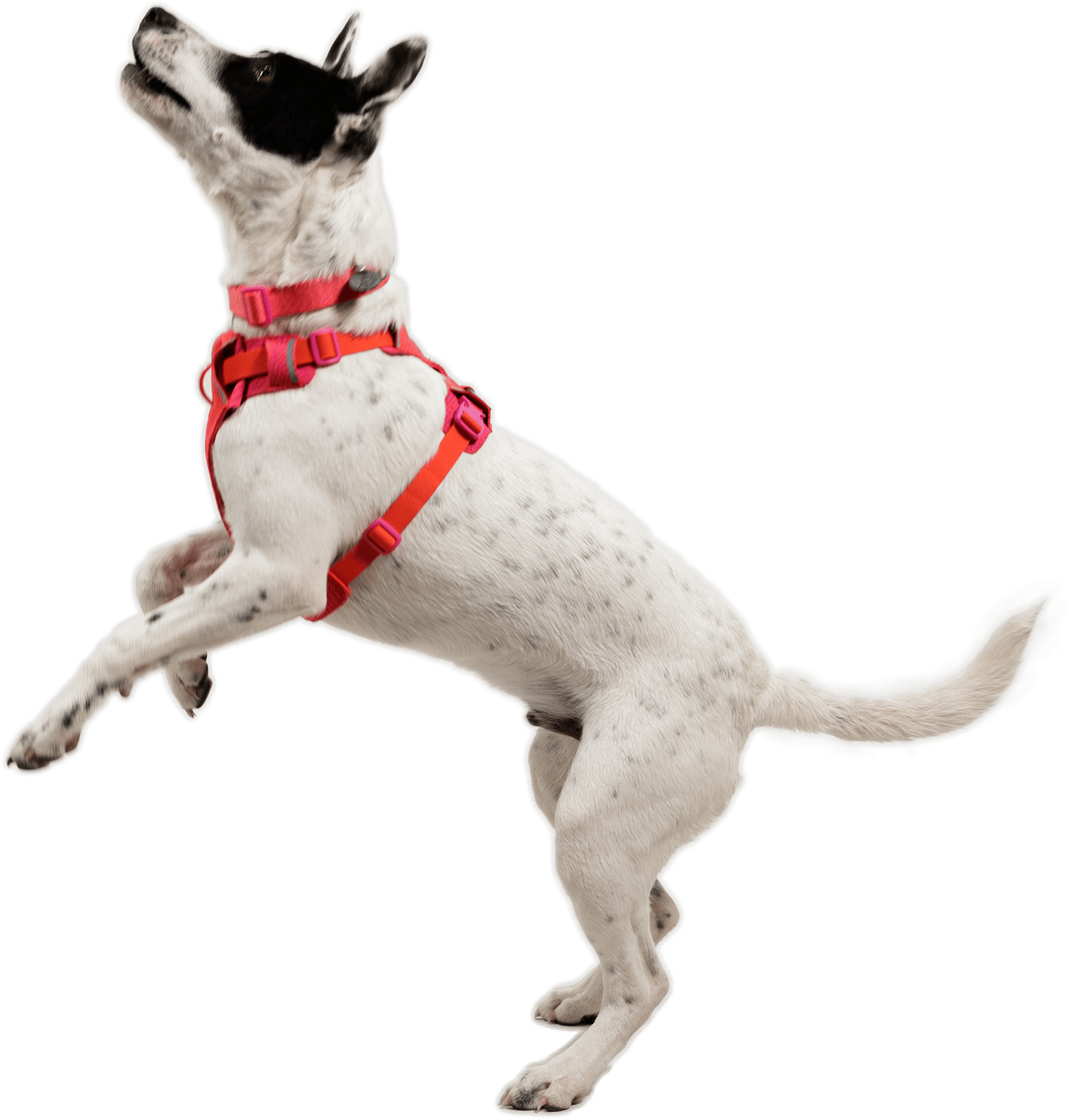 Ruffwear Front Range Flex Harness Rose Violet | Buy Ruffwear Front