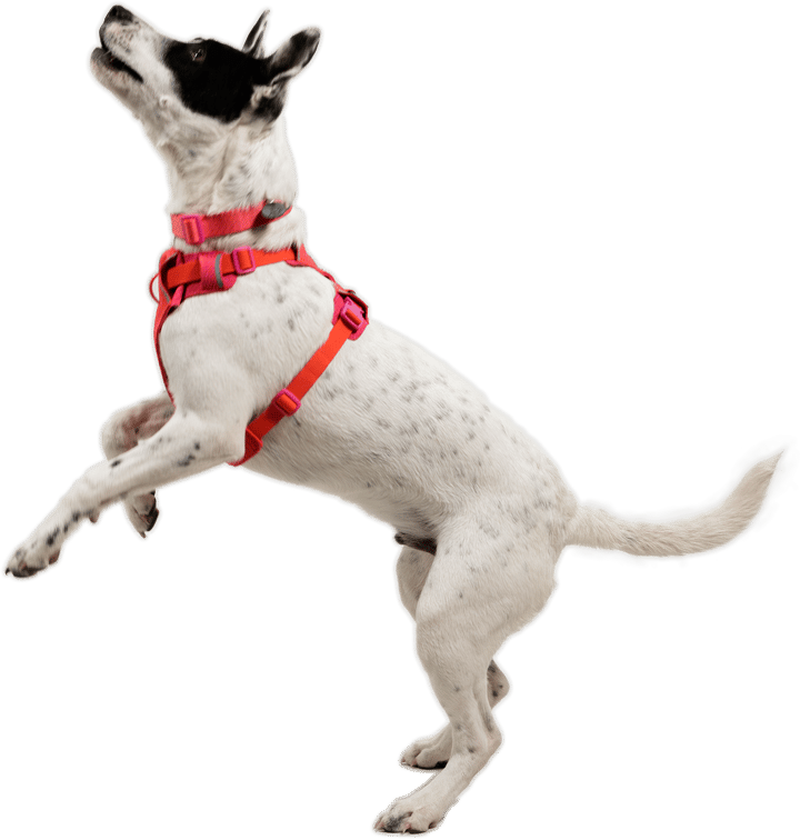 Ruffwear Front Range Flex Harness Rose Violet Ruffwear