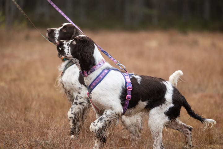 Non-stop Dogwear Line Harness 5.0 Rp Signature Edition Purple/pink Non-stop Dogwear