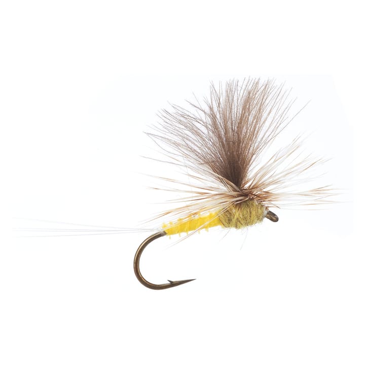 Arcticflies (Tørrflue) Biot Dun Aurivillii Arcticflies