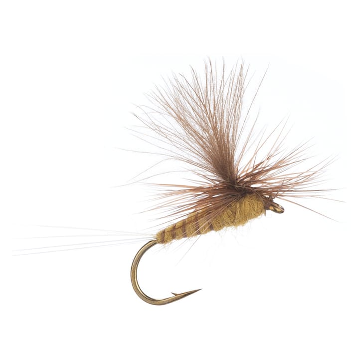 Arcticflies (Tørrflue) Marginata Arcticflies