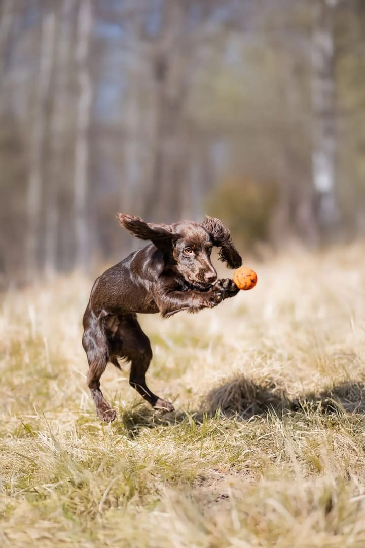 Non-stop Dogwear Dog Ball 70x70 Orange/black Non-stop Dogwear