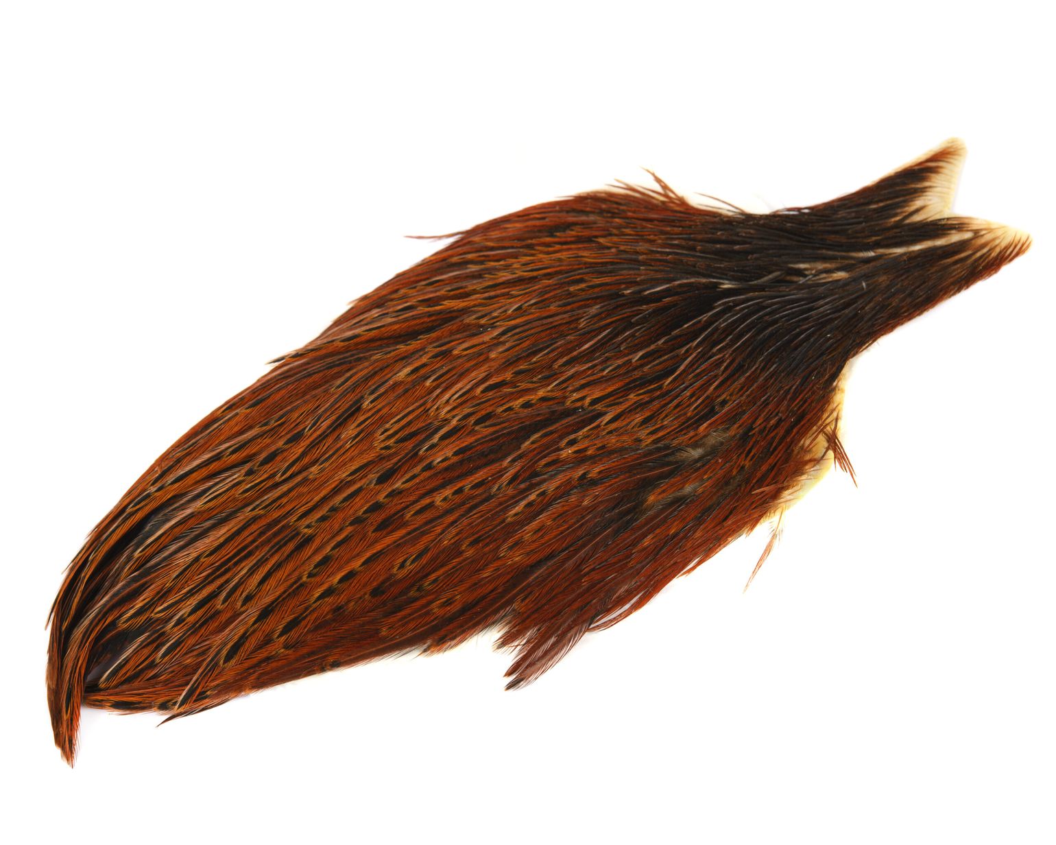 Whiting Whiting Hen Cape Brown