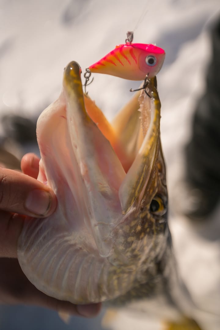 Rapala Rippin Rap Rapala