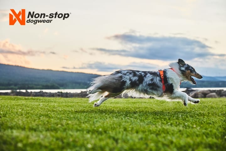 Non-Stop Dogwear Line Harness 5.0 Orange Non-stop Dogwear Non-Stop Dogwear Line Harness 5.0 Orange Non-stop Dogwear