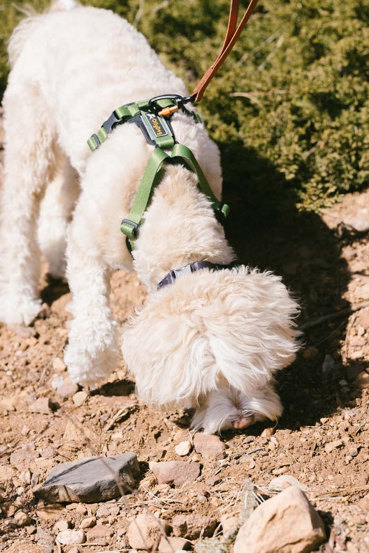 OllyDog Alpine Reflective Comfort Harness Cactus OllyDog