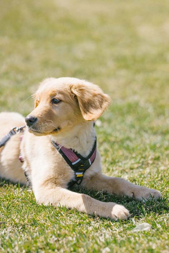 OllyDog Alpine Reflective Comfort Harness Rosewood OllyDog