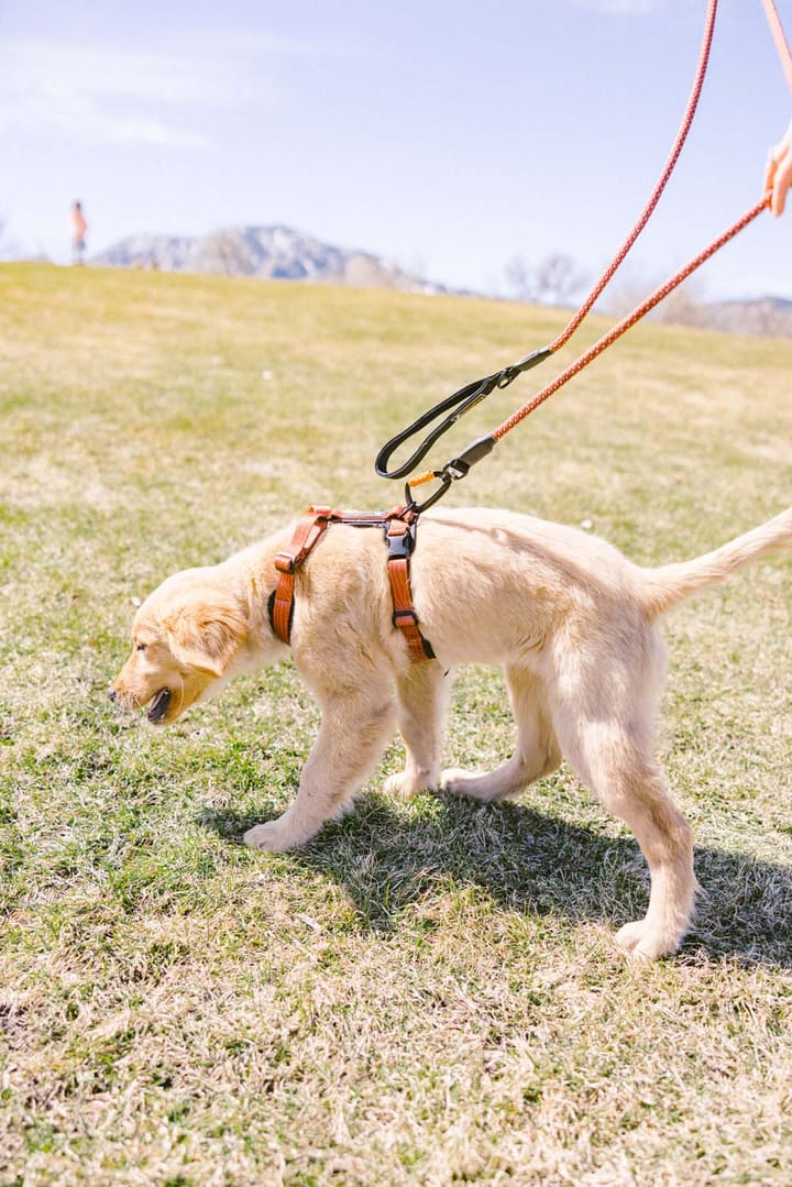 OllyDog Alpine Reflective Comfort Harness Clay OllyDog