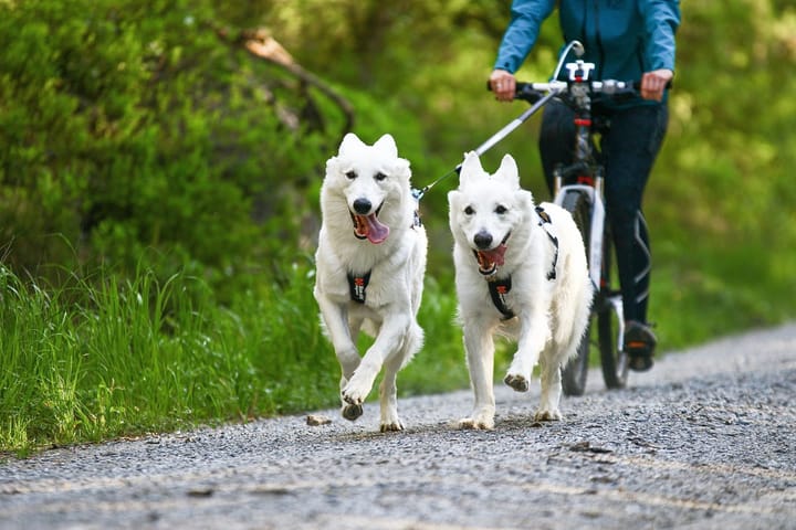 Non-stop Dogwear Bike Antenna Klickfix, Antenna Only Grey Non-stop Dogwear