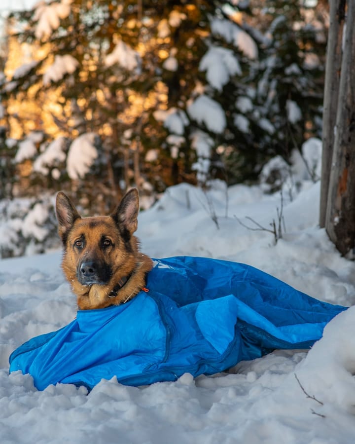 Non-Stop Dogwear Ly, Sovepose For Hund Blue Non-stop Dogwear