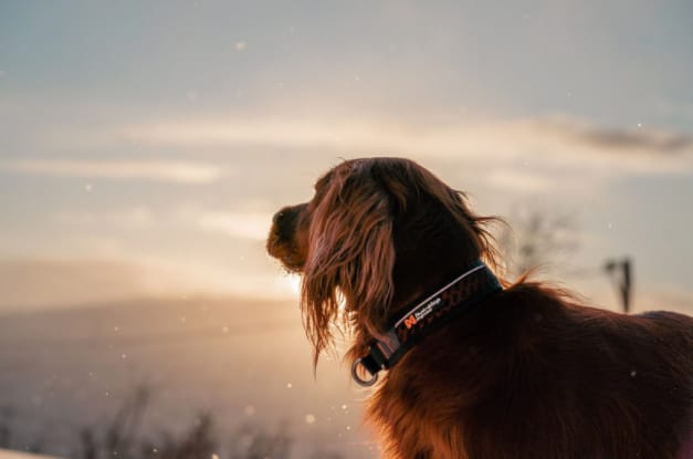 Non-Stop Dogwear Rock Collar, Halfchoke Orange Non-stop Dogwear