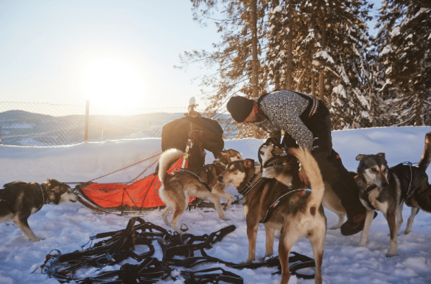 Non-Stop Dogwear Nansen Nome Harness 5.0 Black Non-stop Dogwear Non-Stop Dogwear Nansen Nome Harness 5.0 Black Non-stop Dogwear