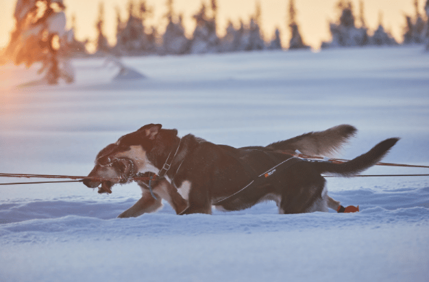 Non-Stop Dogwear Nansen Nome Harness 5.0 Black Non-stop Dogwear Non-Stop Dogwear Nansen Nome Harness 5.0 Black Non-stop Dogwear