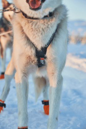 Non-Stop Dogwear Nansen Nome Harness 5.0 Black Non-stop Dogwear Non-Stop Dogwear Nansen Nome Harness 5.0 Black Non-stop Dogwear