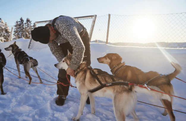 Non-Stop Dogwear Nansen Nome Harness 5.0 Black Non-stop Dogwear Non-Stop Dogwear Nansen Nome Harness 5.0 Black Non-stop Dogwear