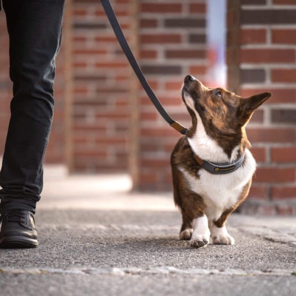 Seleverkstedet Link Dog Lead Grå/Brun 180 cm Seleverkstedet