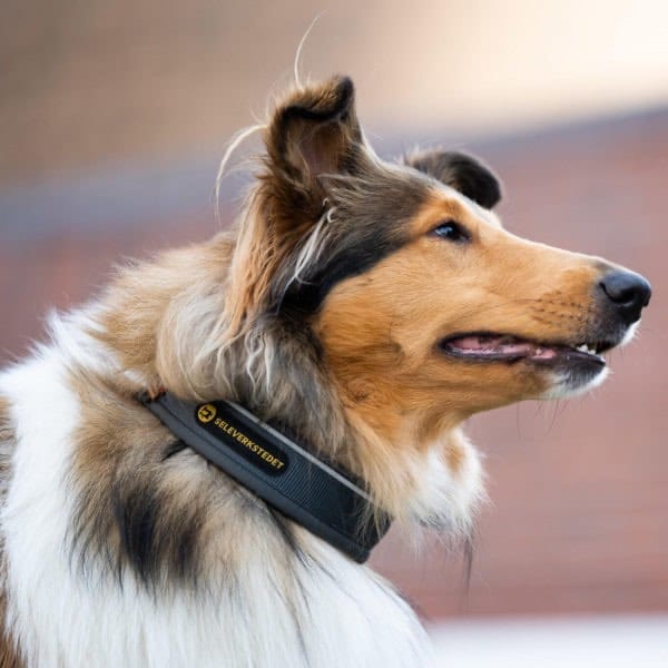 Seleverkstedet Unify Dog Collar Grå/Brun L Seleverkstedet