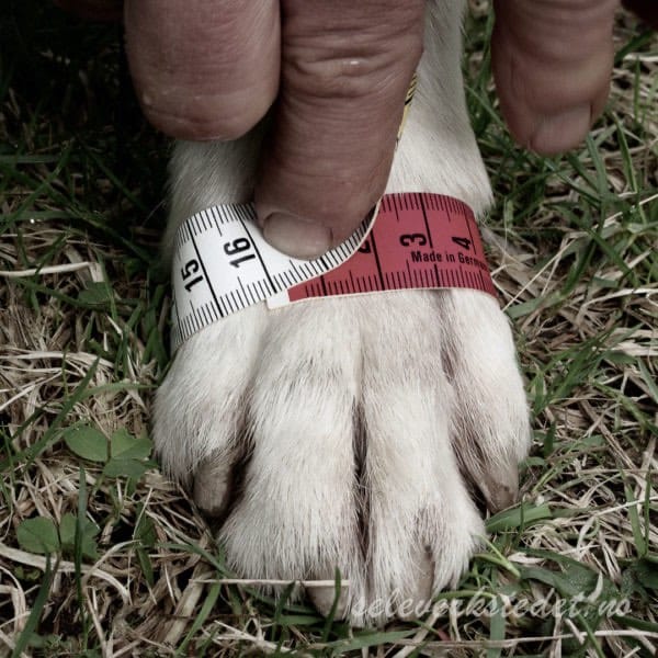 Seleverkstedet Endurance dog boot 4pk Grønn/brun Seleverkstedet Seleverkstedet Endurance dog boot 4pk Grønn/brun Seleverkstedet